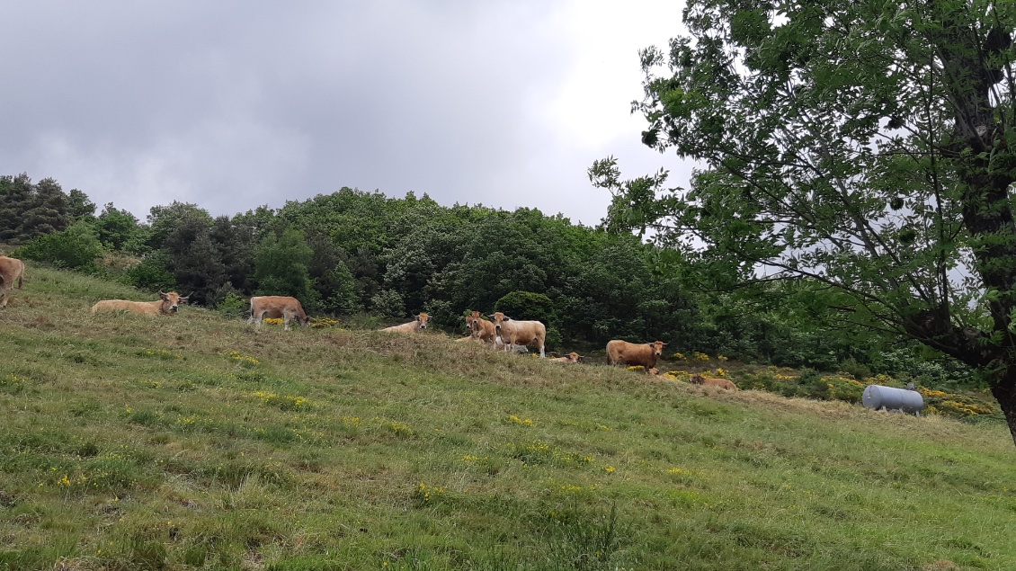 vaches Aubrac-à-cornes-pointues