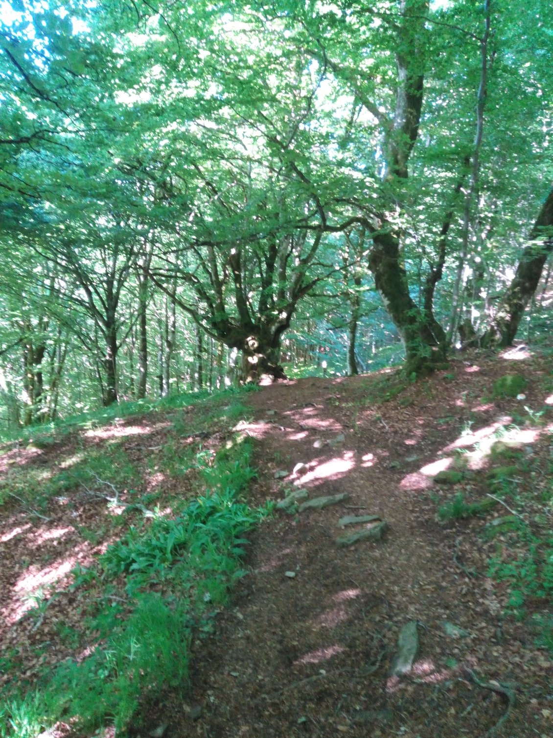 Des arbres majestueux à ceux biscornus comme des trolls chevelus vu de loin