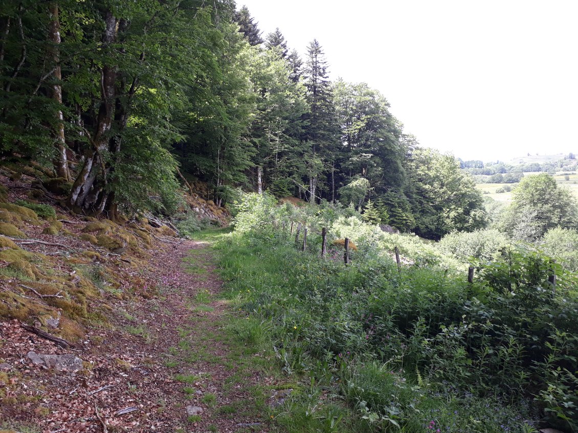 Des petits singles aux grands chemins en foret de feuillus ou de pins.