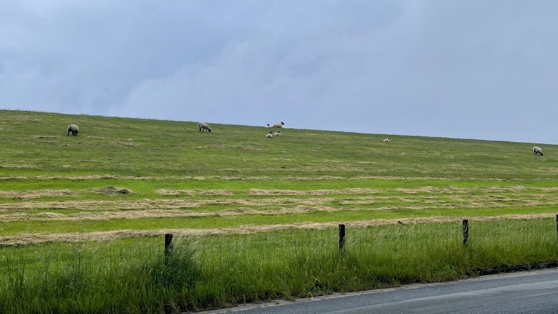 La digue et ses moutons