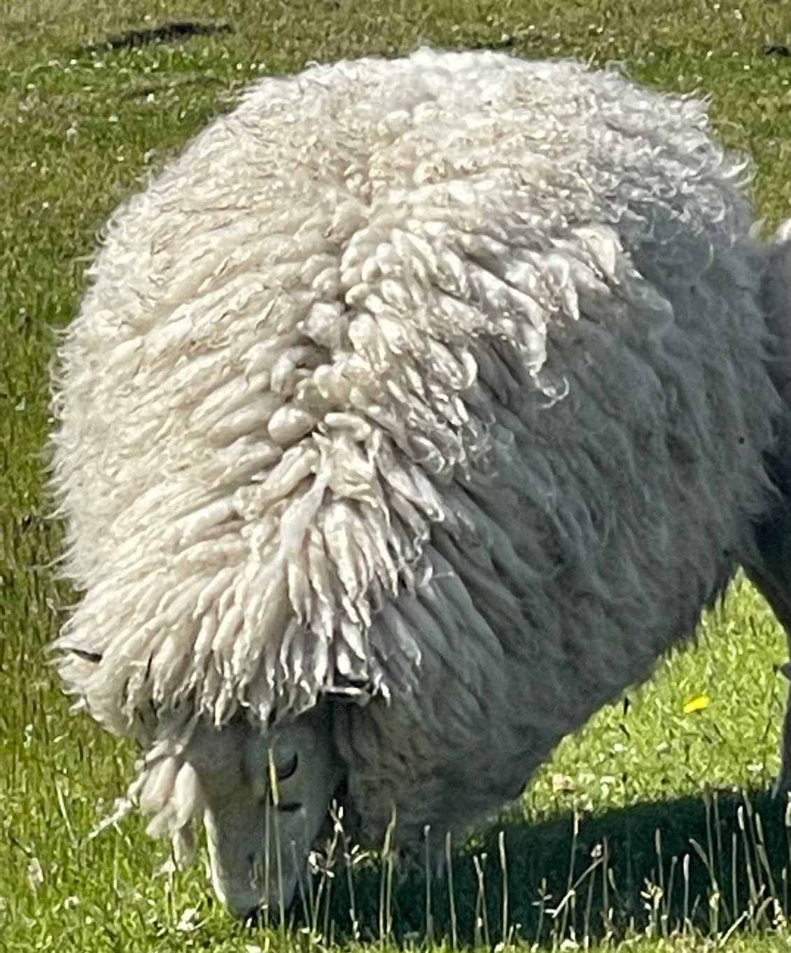 Une énorme pelote de laine