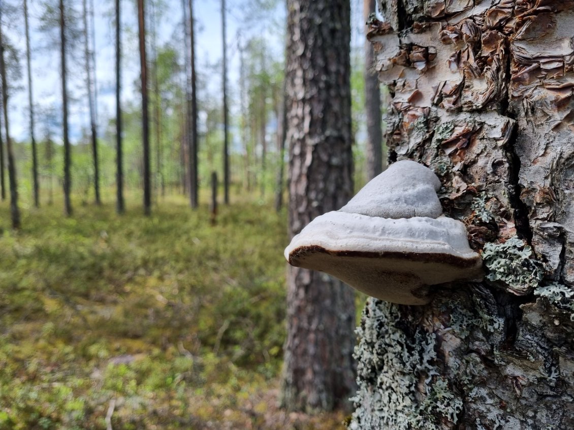 Beaucoup d'amadouviers sur les arbres