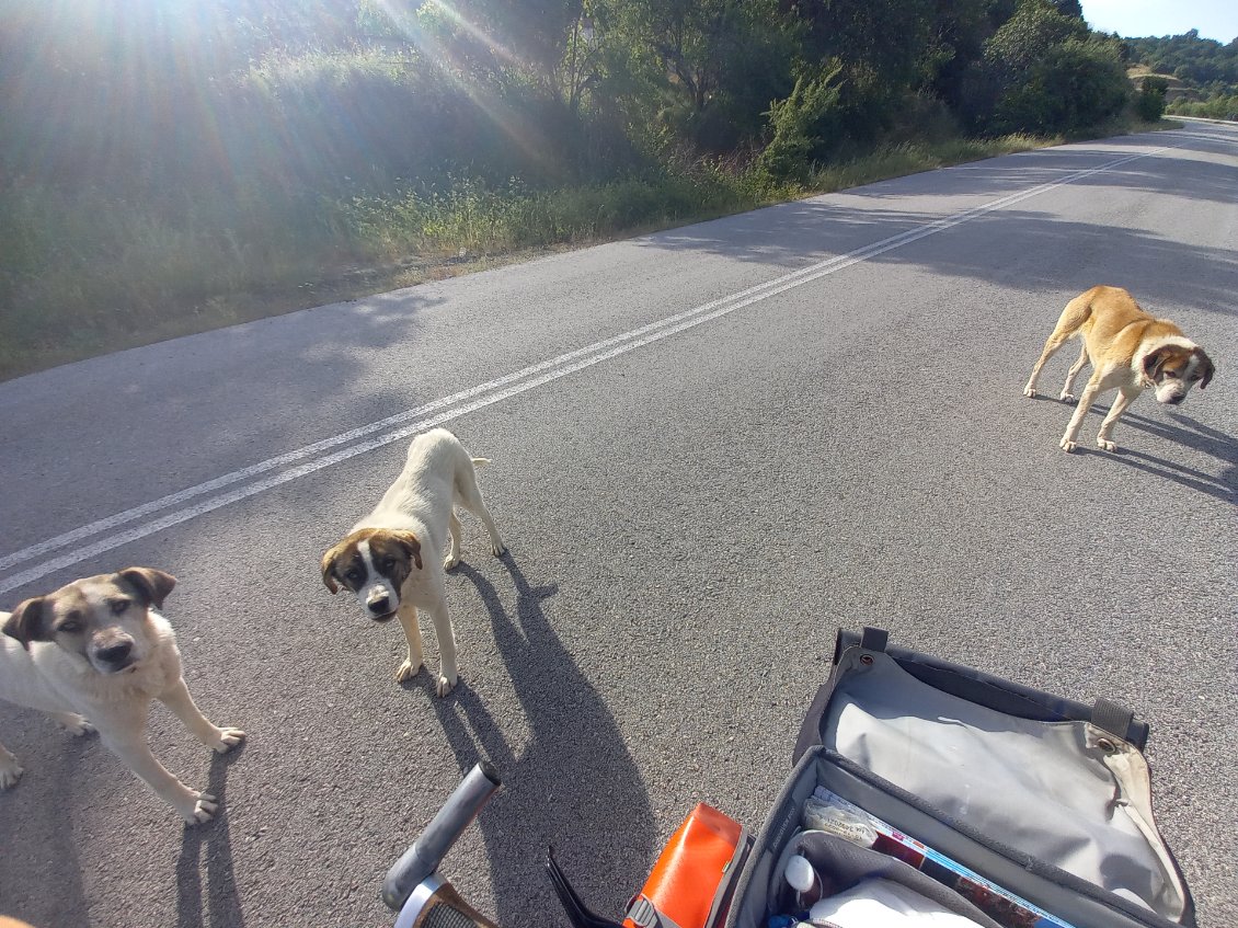 Les chiens de berger sont d'adorables peluches ... apres negociation