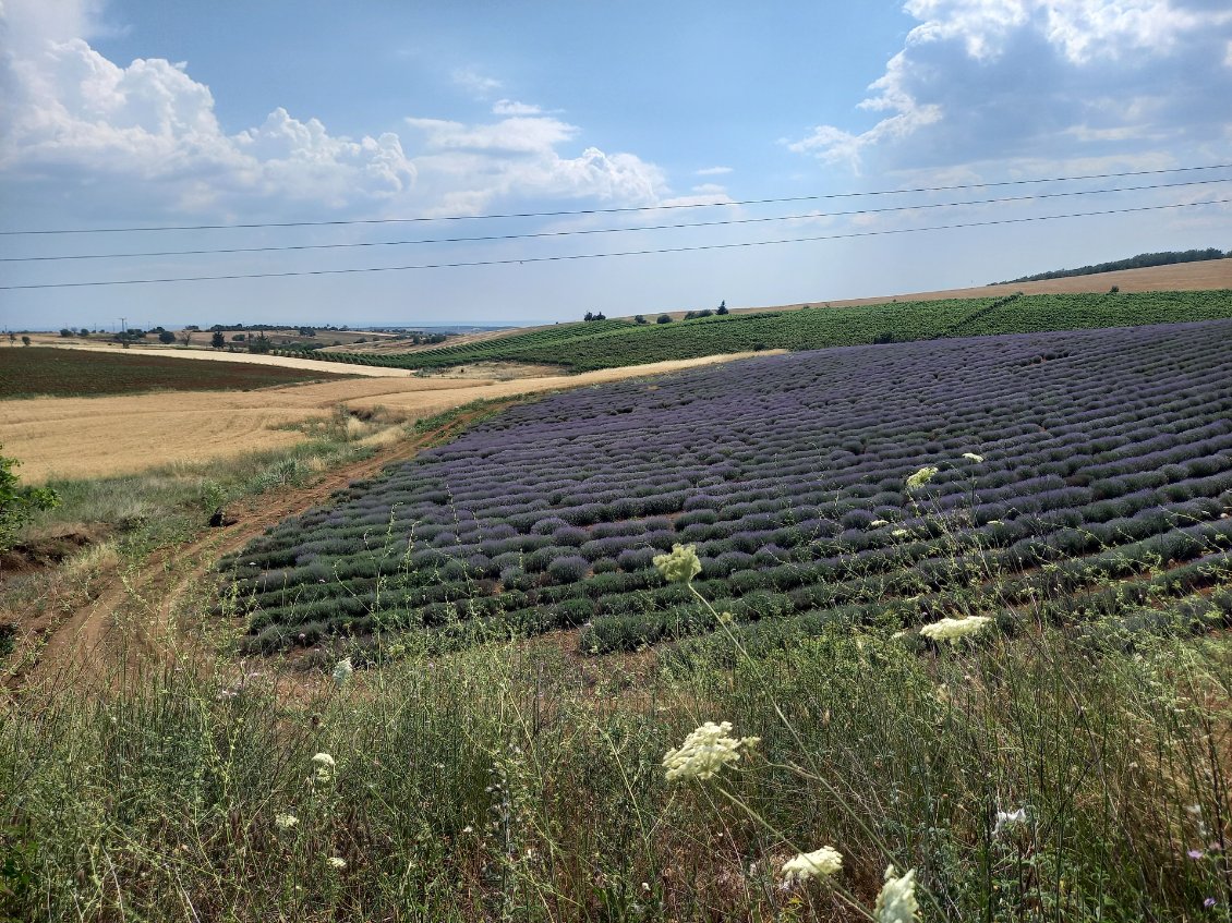 Entre champs de coton, ble, vignes, lavandes, luzerne, oliviers ... le climat grecque permet beaucoup