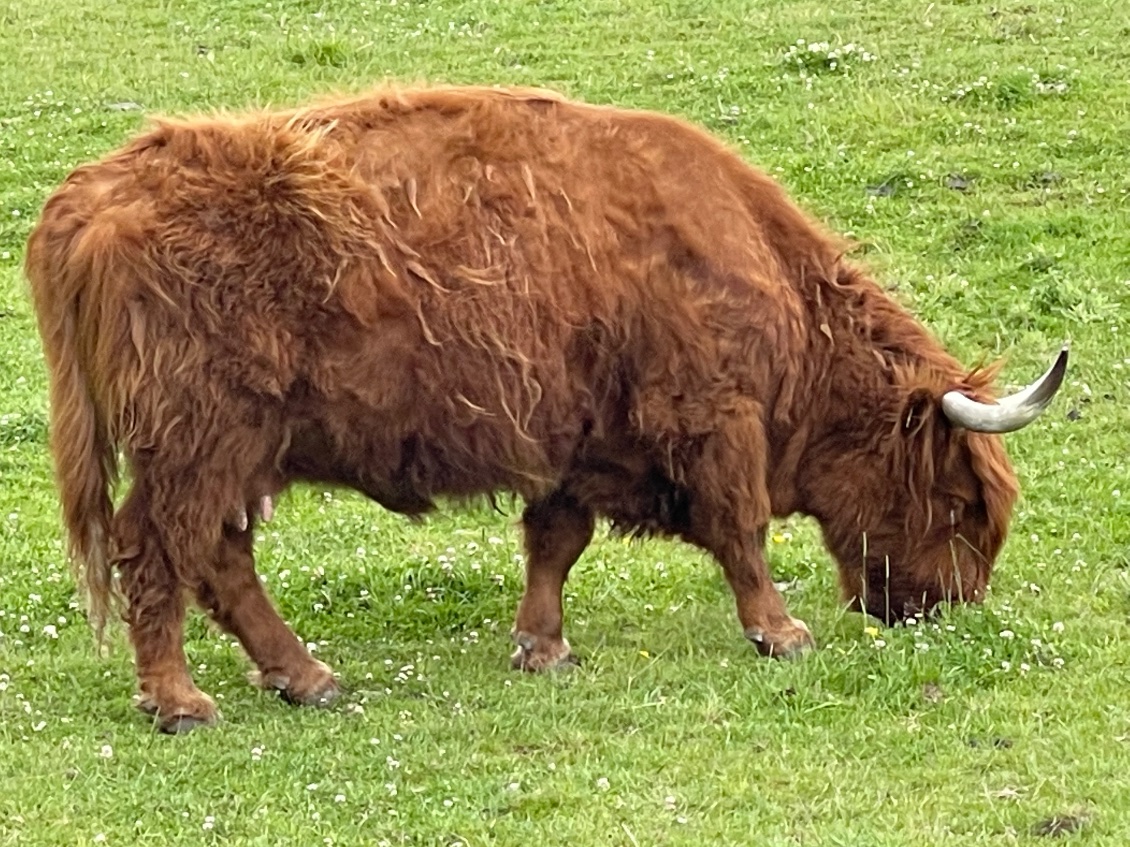 Une vache moutonnée