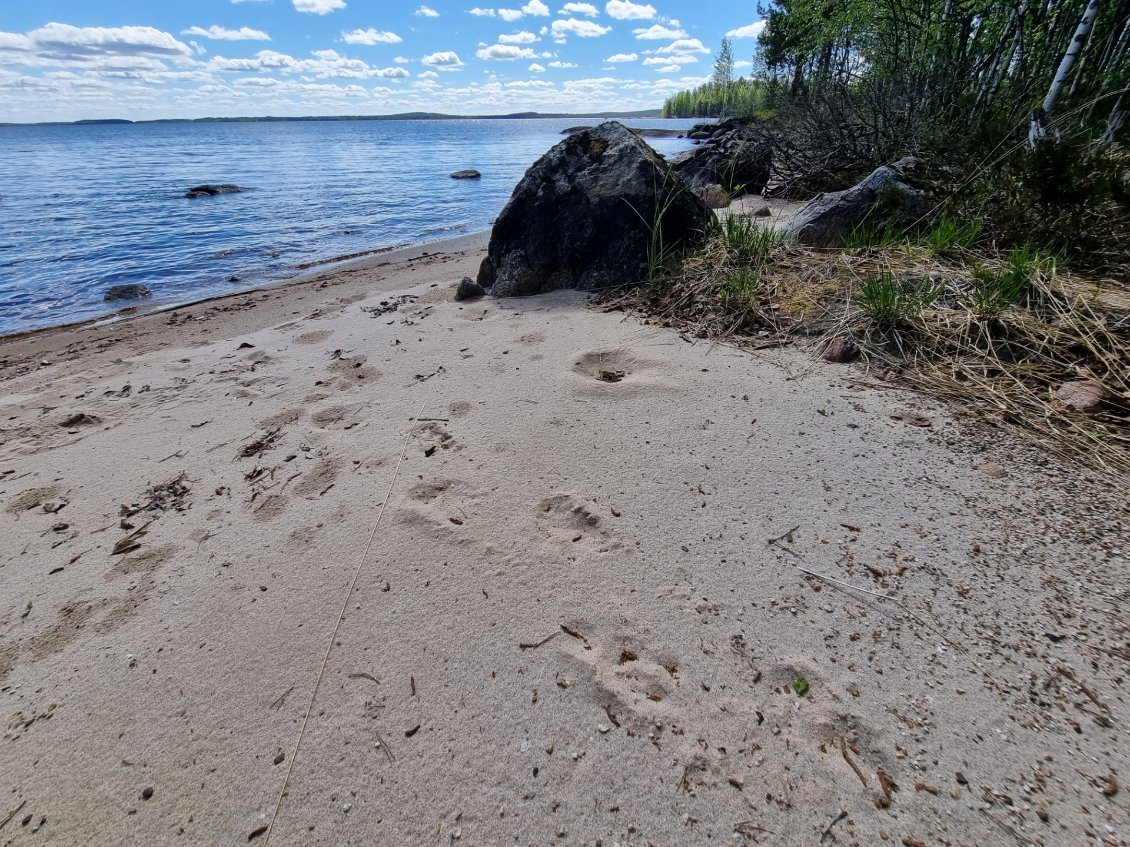 des empreintes d'élans dans le sable