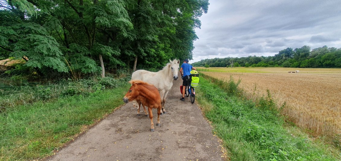 Échappée de poney sauvage