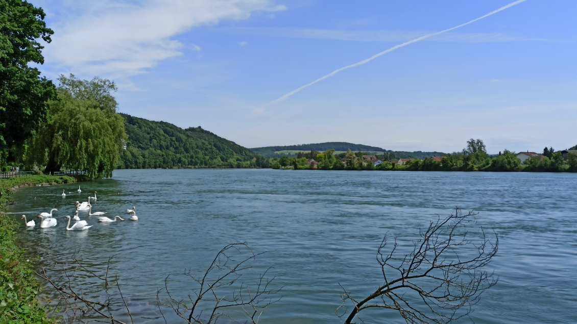 J1. Vue sur le Rhin avec des cygnes qui se ruent sur des morceaux de pain jetés par un riverain de Waldshut (Allemagne). Suisse <=> Allemagne, je m'amuse à passer d'un pays à l'autre, chacun ayant construit sa propre Eurovélo 6 le long du Rhin.