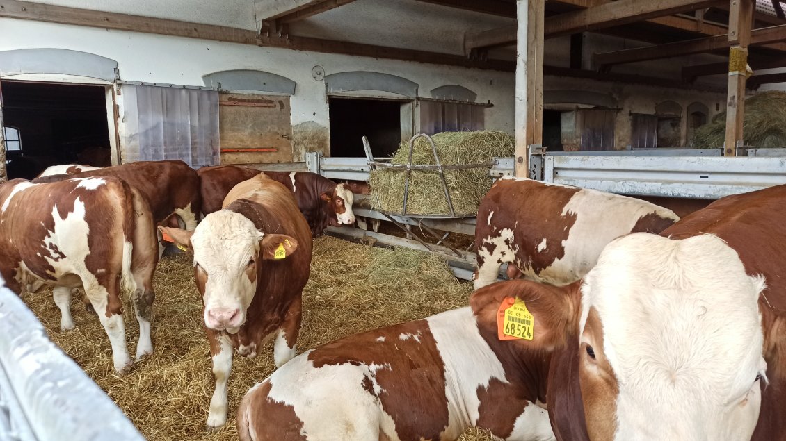 J6. Je vous présente Mesdames les Vaches de la ferme.