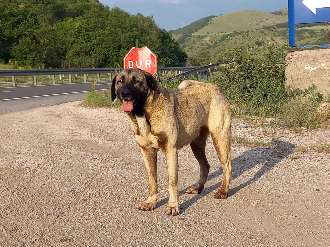 Un chien typique de Turquie, avec un peu de Kangal dans le sang