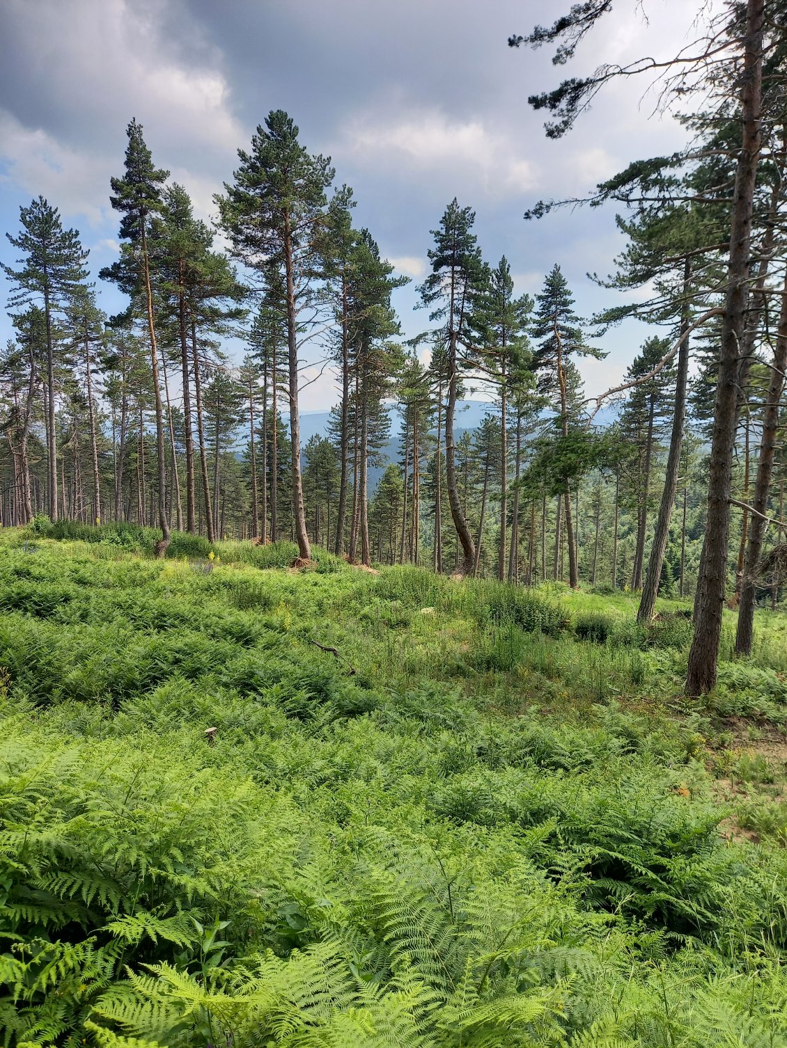 Une gestion forestiere qui fait rever, ici on ne rase pas la foret comme un champ de mais