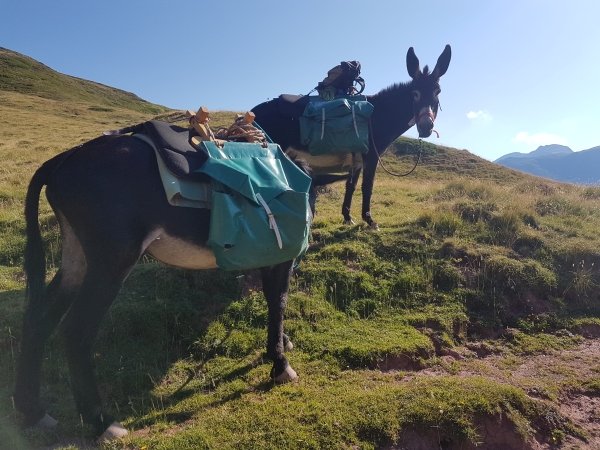 Prêt à partir une fois bâtée