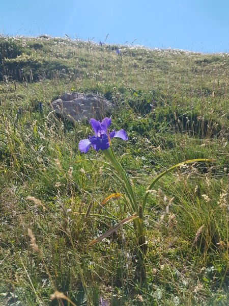 Fleur des Pyrénées