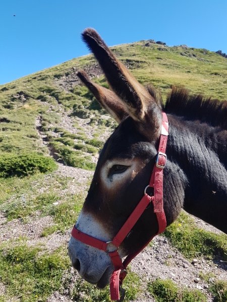 Pourquoi tu as de si grandes oreilles ? C'est pour mieux t'entendre mon enfant !