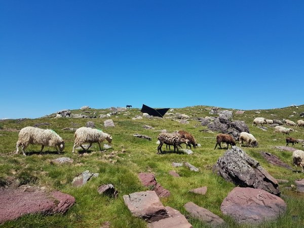 Brebis au bivouac et tarp indispensable pour se protéger du soleil