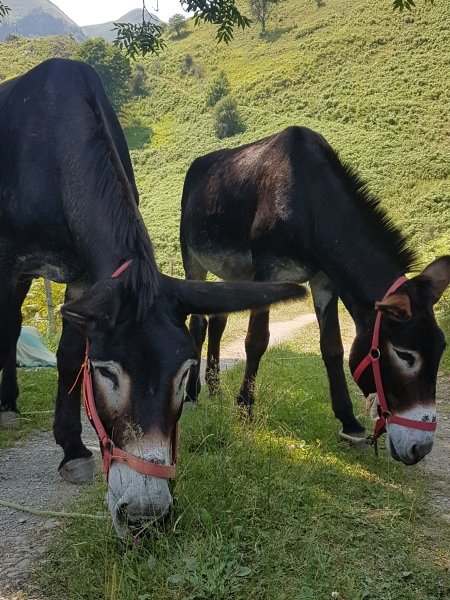 De l'herbe, de l'herbe, de l'herbe