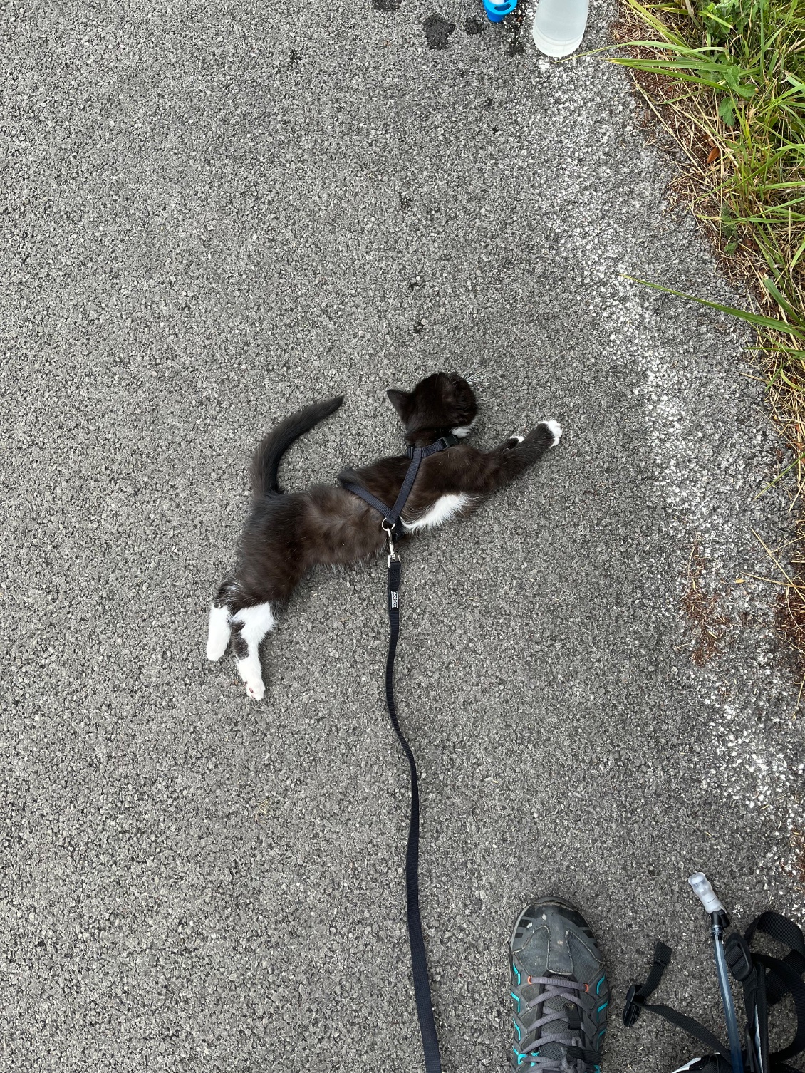 Séance d’étirements pour Kira qui sort de son panier.