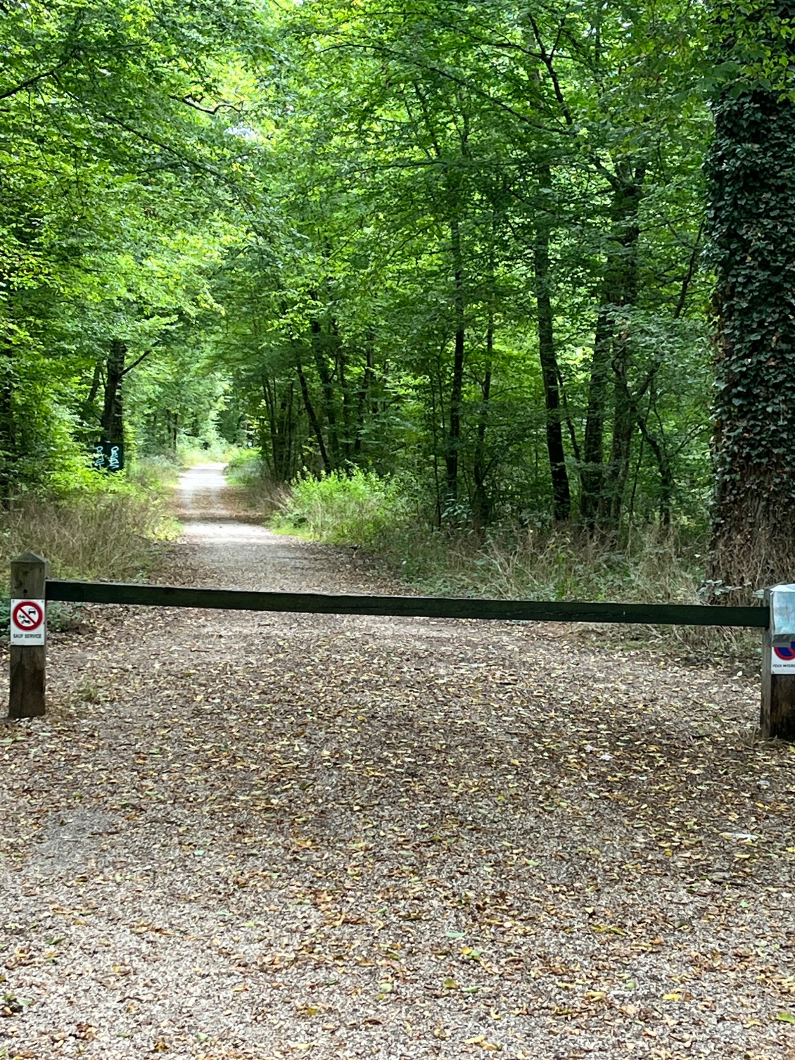Forêt de Fontainebleau.