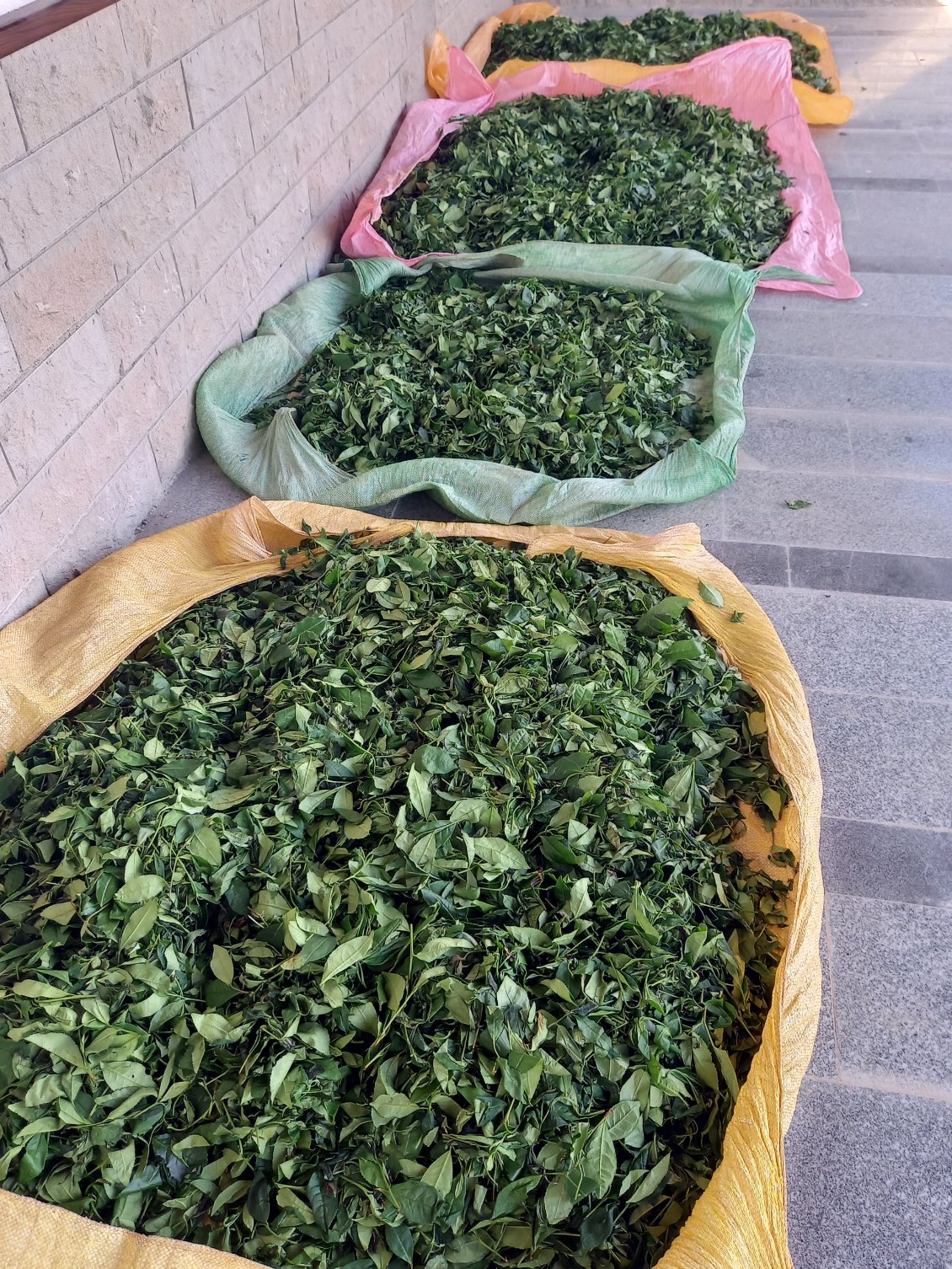 Les feuilles de thé fraichement cueillıes