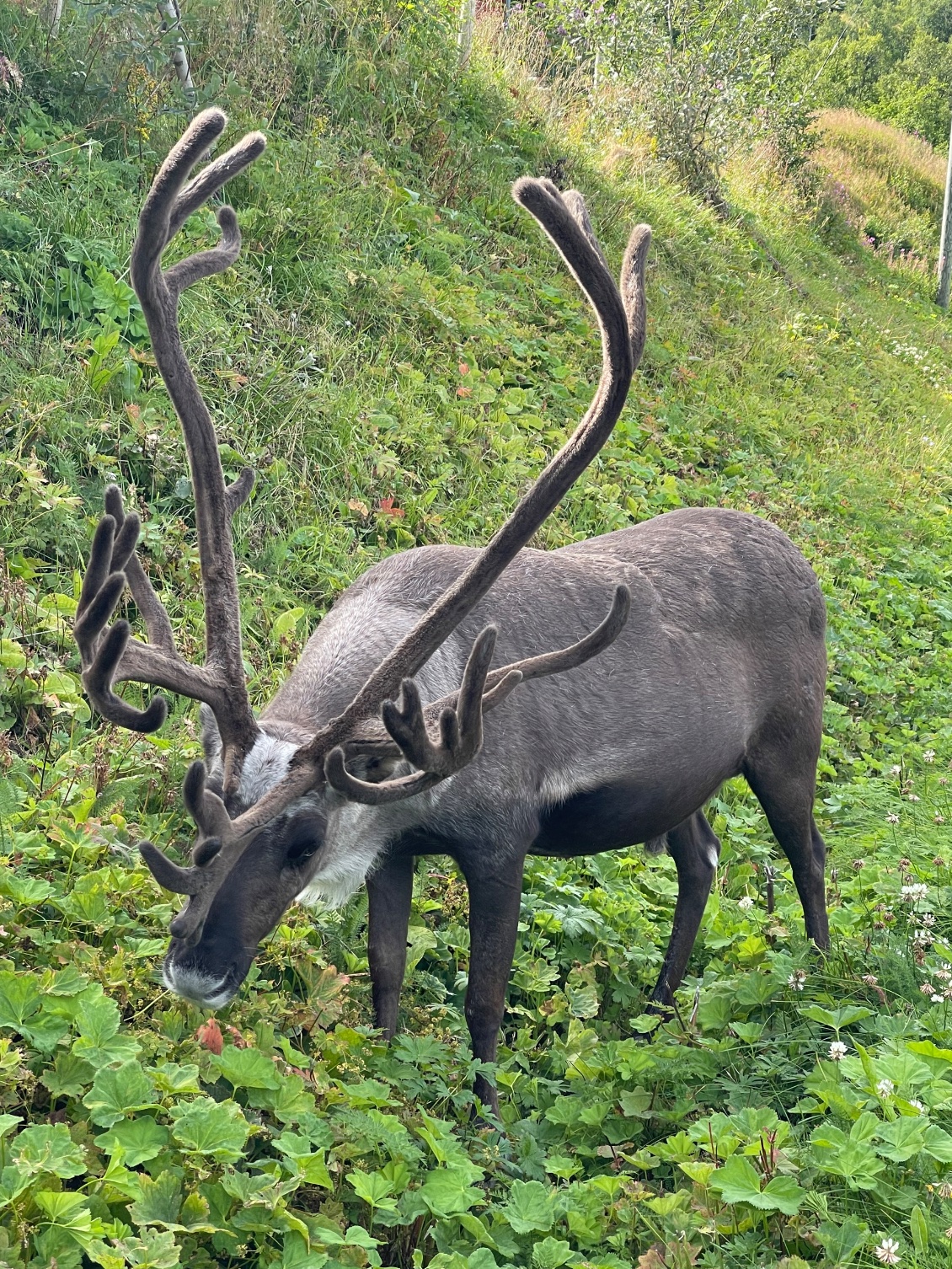 Au bord de la route avant Tromsø