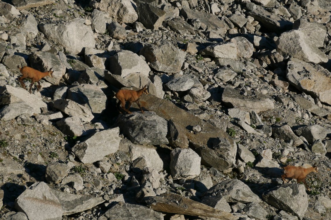 Des chamois en contrebas de la moraine