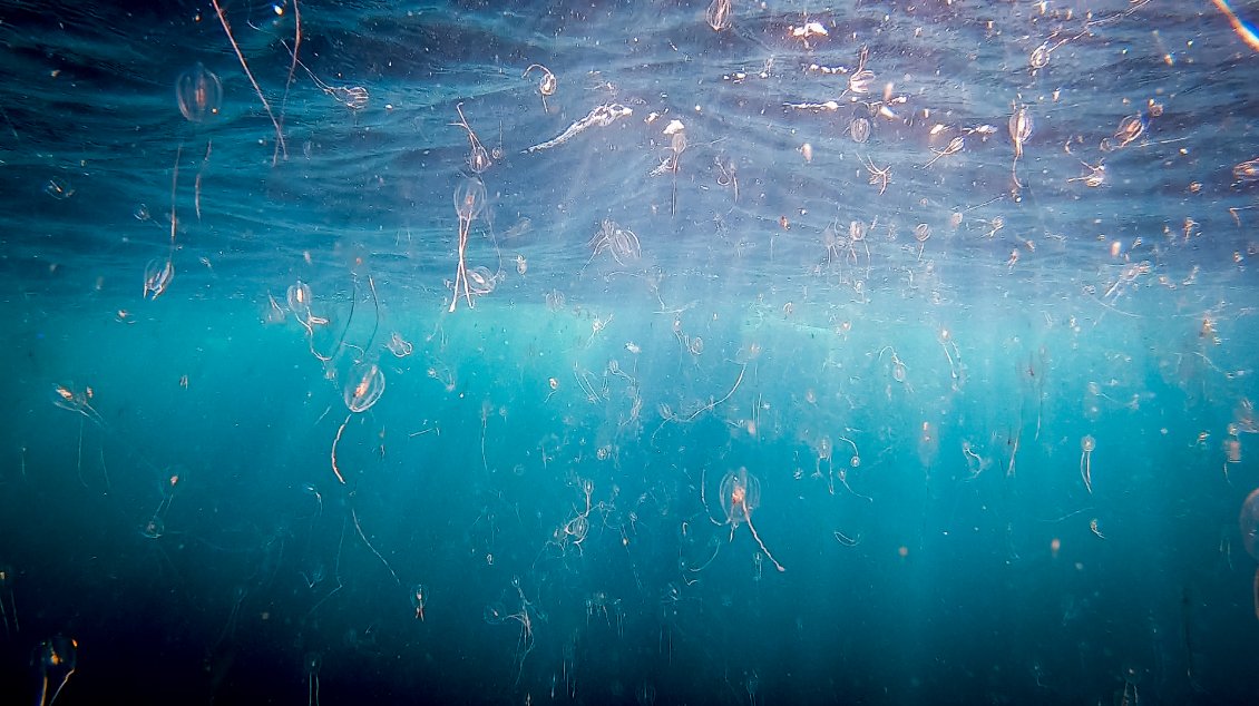 Nous tombons nez à nez sur un bloom planctonique constitué de milliers de noix et de groseilles de mer iridescentes.