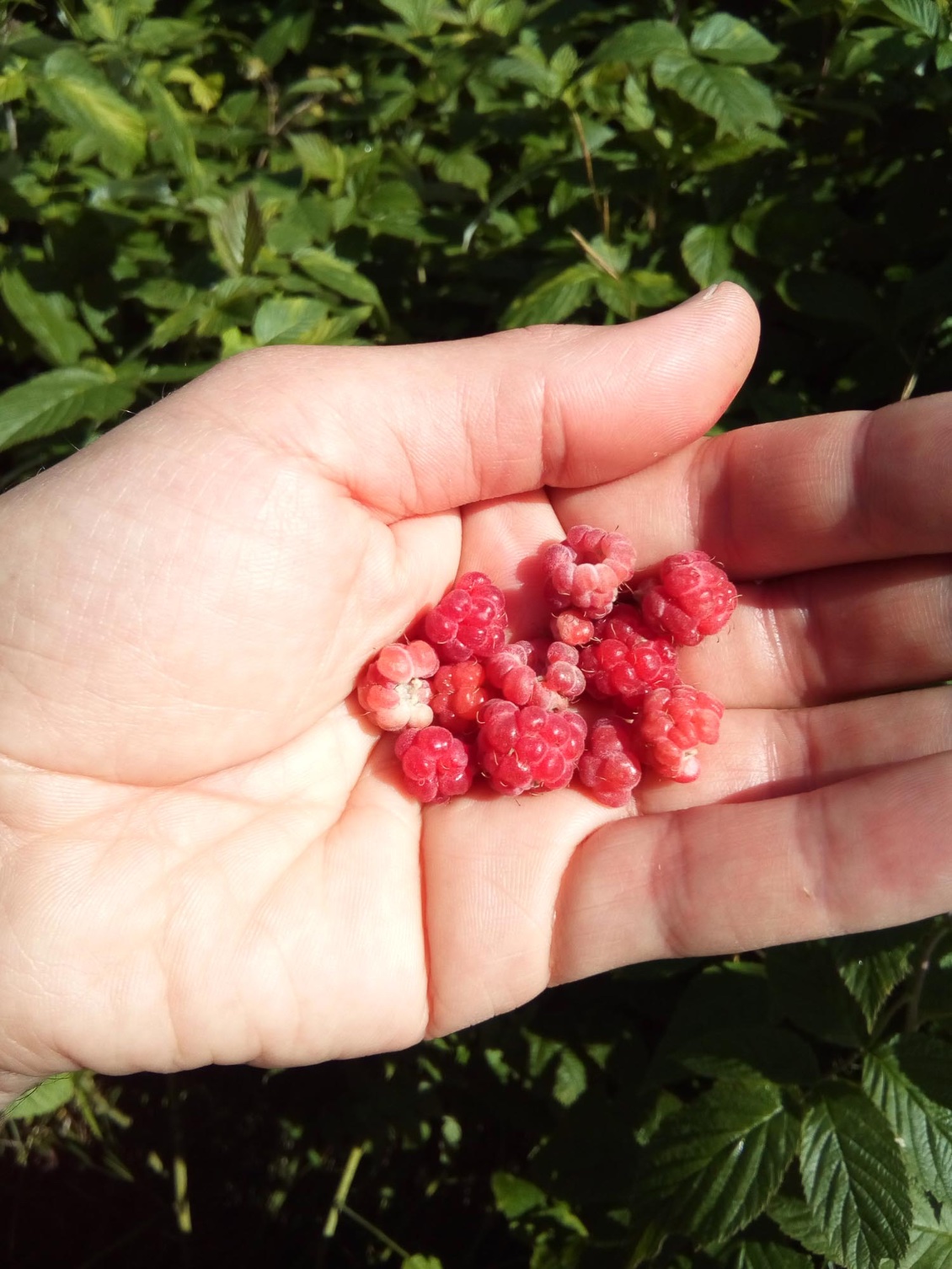 Des framboises sauvages m'occupent pendant une bonne demi-heure.