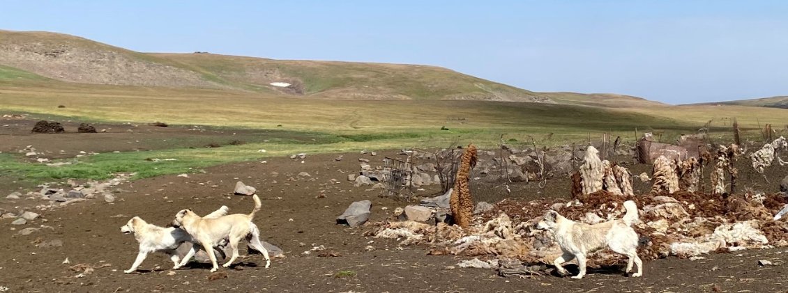 Les chiens de bergers, toujours une rencontre un peu stressante.