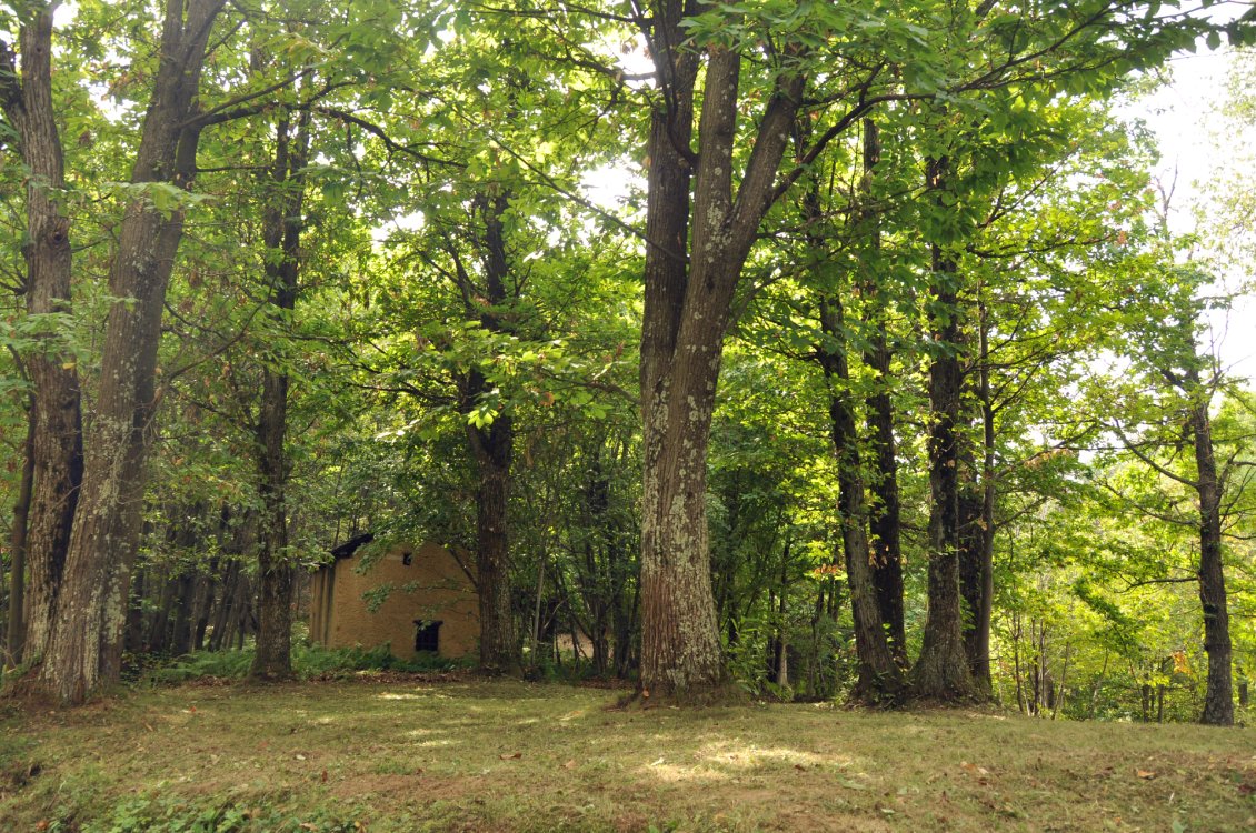 Sous les châtaigniers