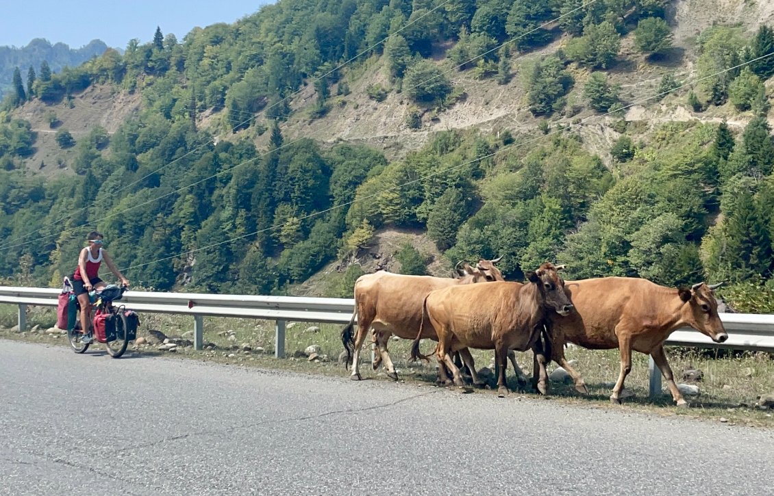 Coucou les vaches!