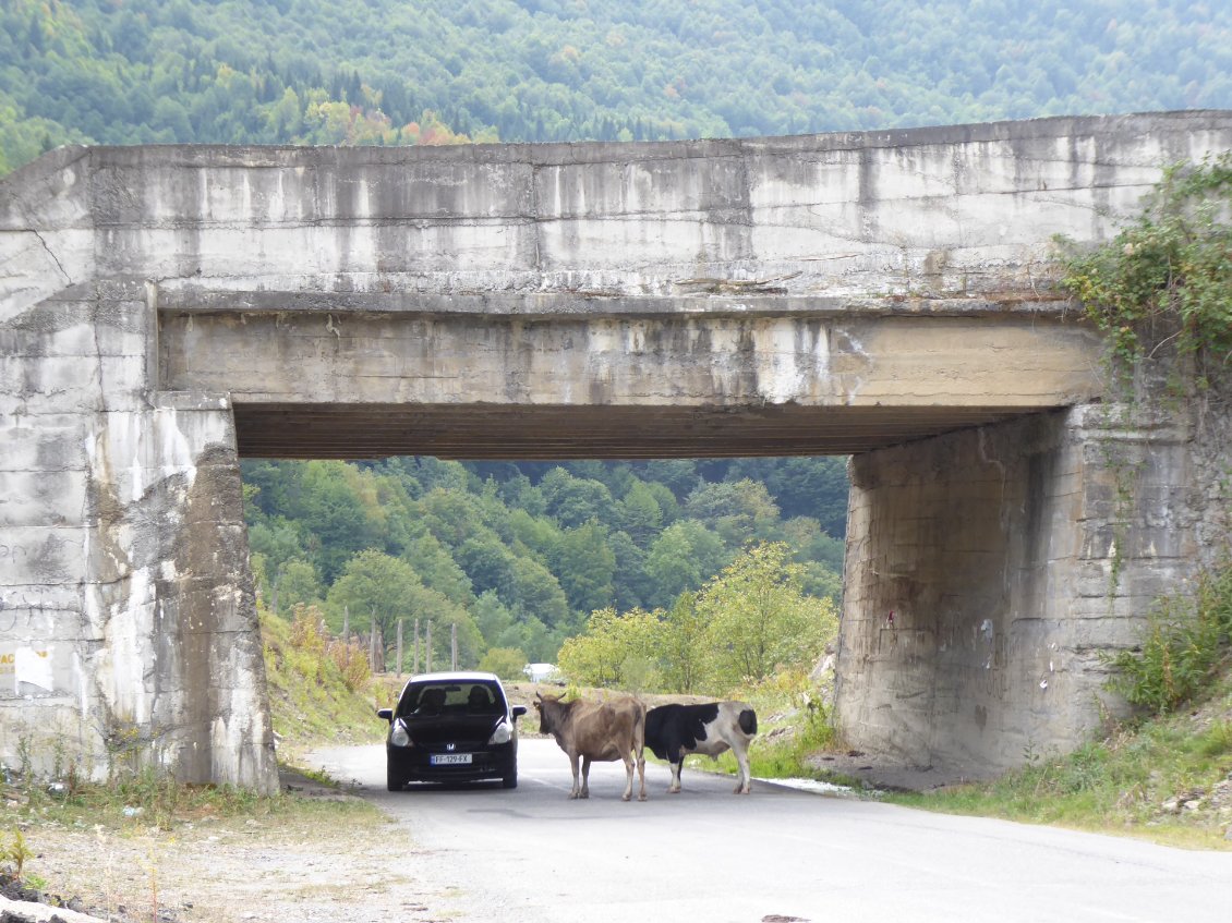 Attention à ne pas percuter une vache...!