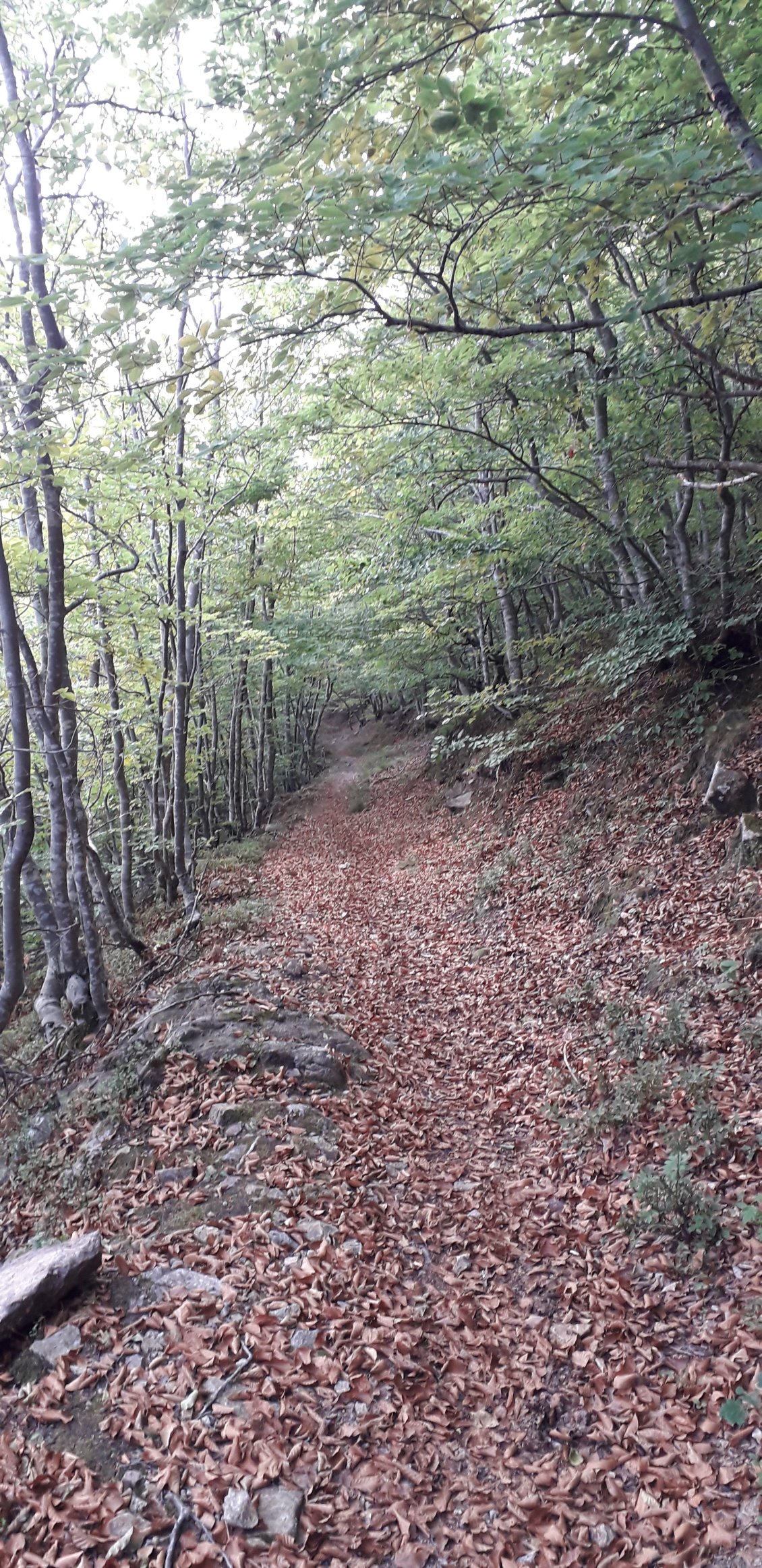 11 août 2022 : journée forestière aujourd'hui, de Notre-Dame-du-Coral à St-Laurent-de-Cerdans