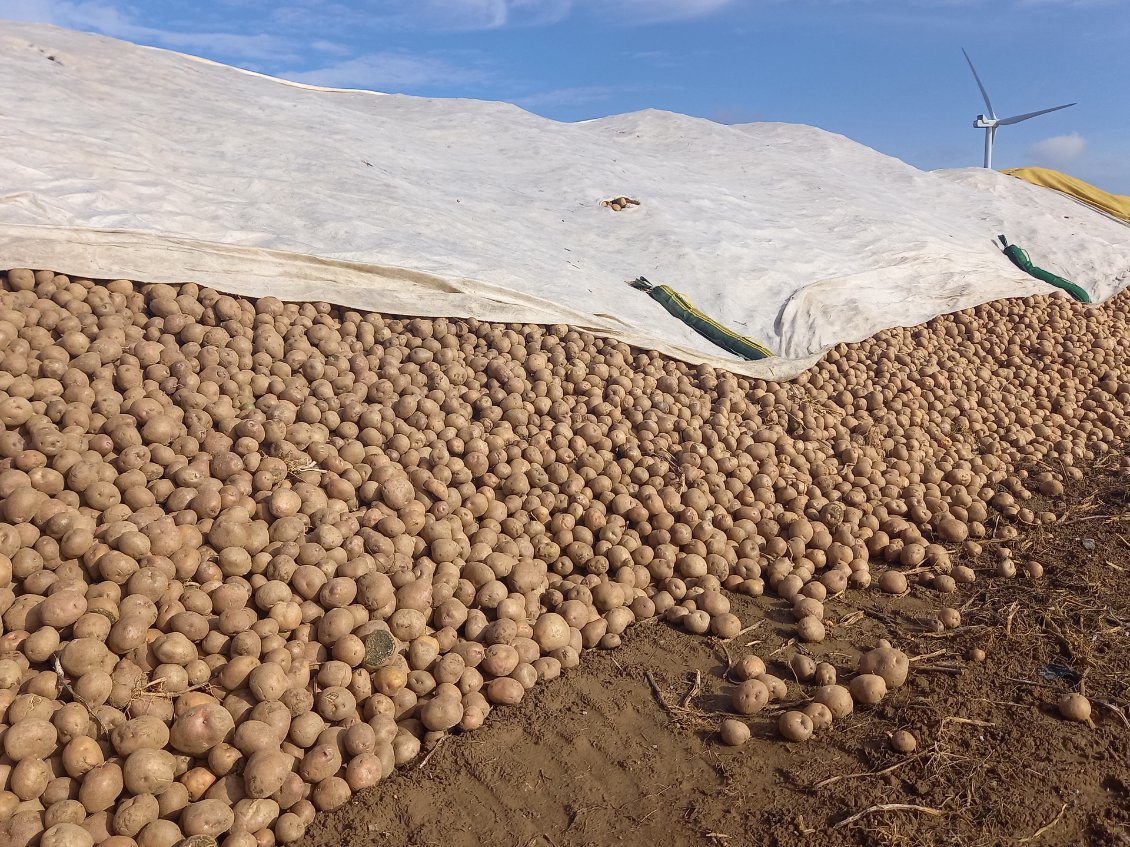 Des montagnes de patates