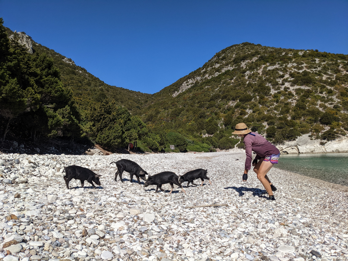 Chasse aux cochons
