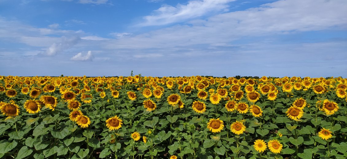 Les Tournesols