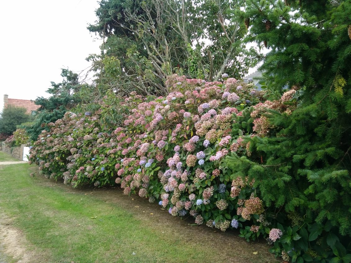 Hortensias typiques