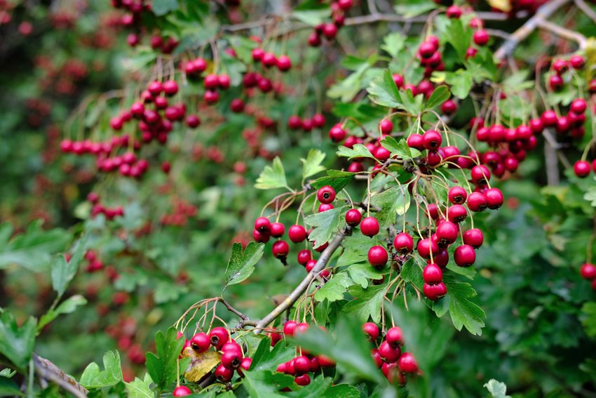 Aubépine en fruits. 