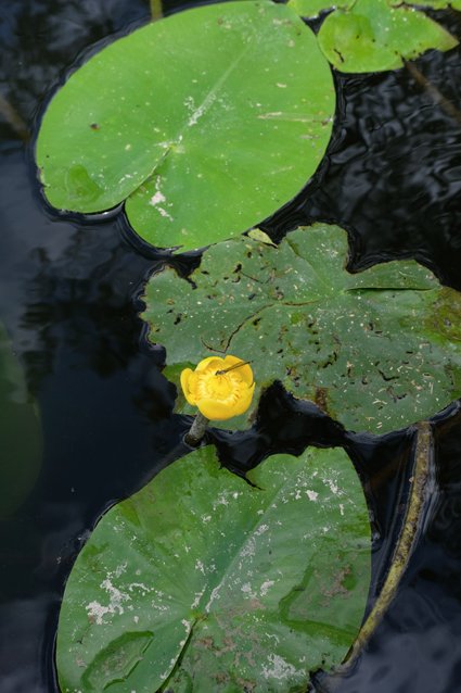 Délicate demoiselle sur sa fleur de nénuphar.