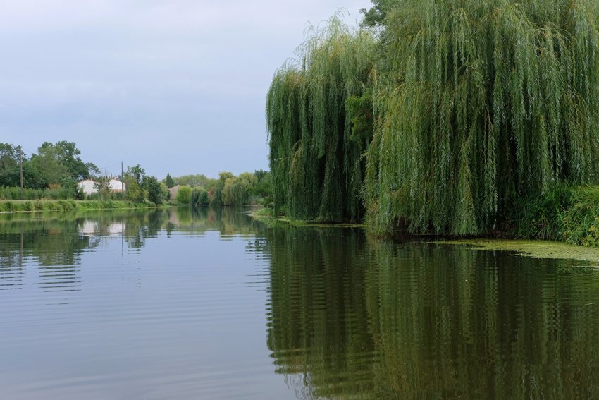 Magnifiques saules pleureurs.