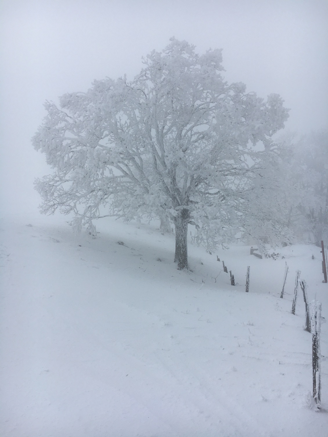 …avant de retrouver le
fog 😶‍🌫️