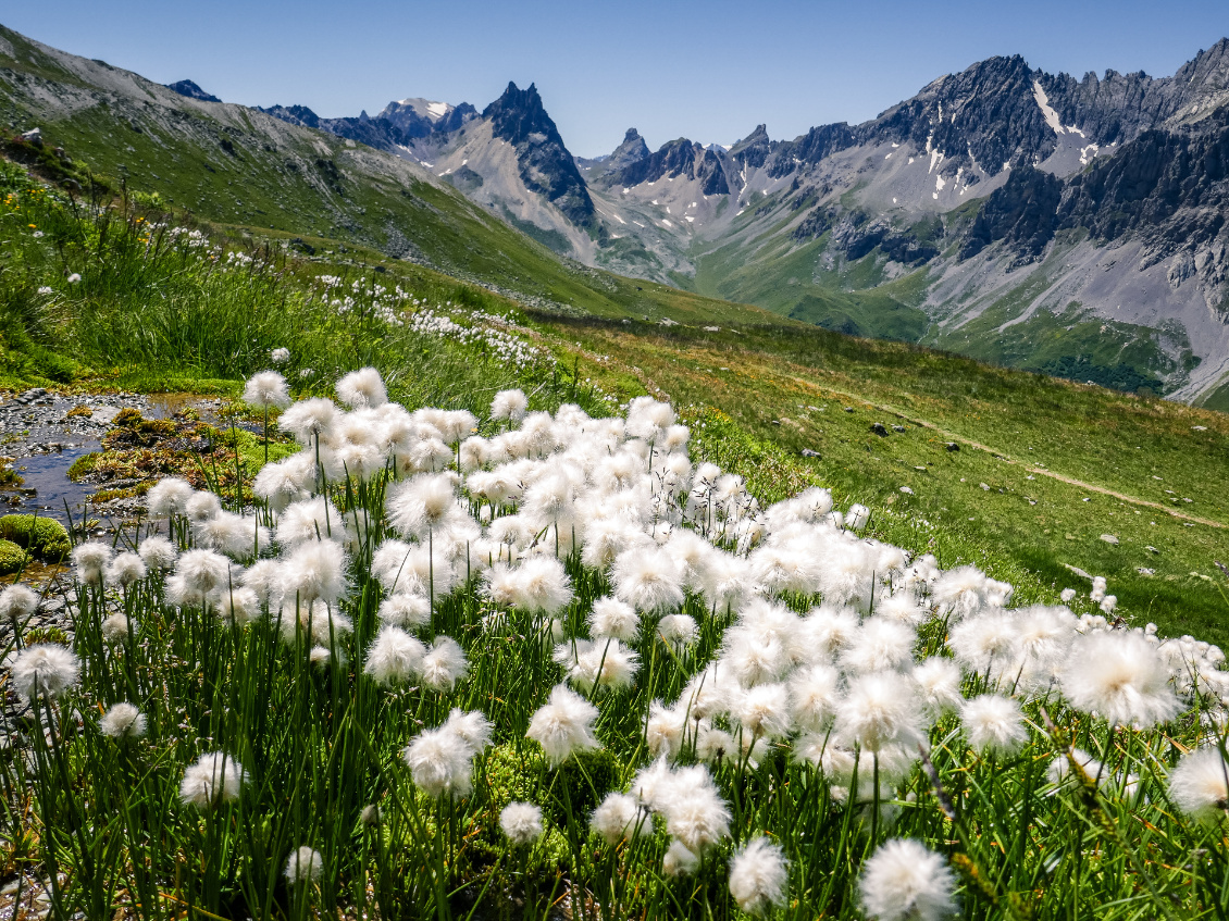 Linaigrettes.		
Dans la combe de l’Aiguille Noire au pied des Cerces, elles profitent d’un sol bien humide pour jaillir en abondance. 