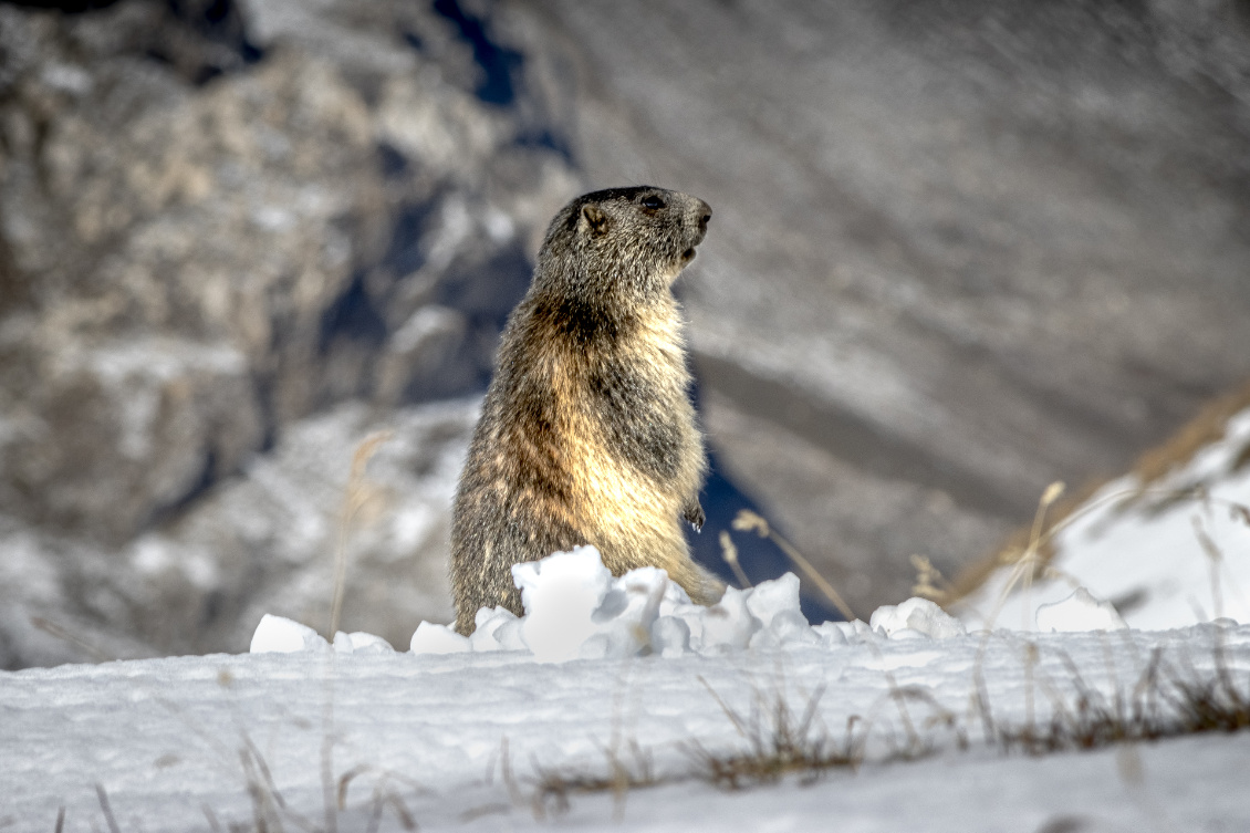 Avant d'aller dormir. Plus que quelques jours pour ces grasses marmottes qui s'apprêtent à rêver tout l'hiver, en hibernation dans leur terrier.