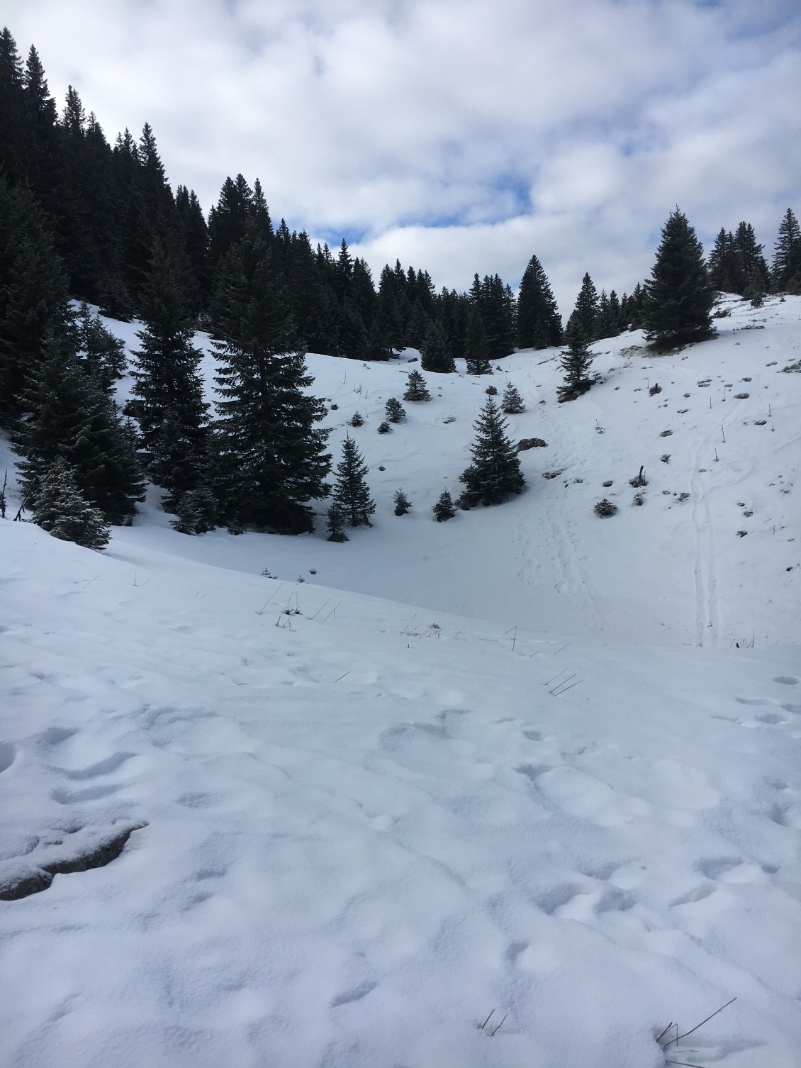 Le Cret de la Neige ( versant nord) était encore bien enneigé.
