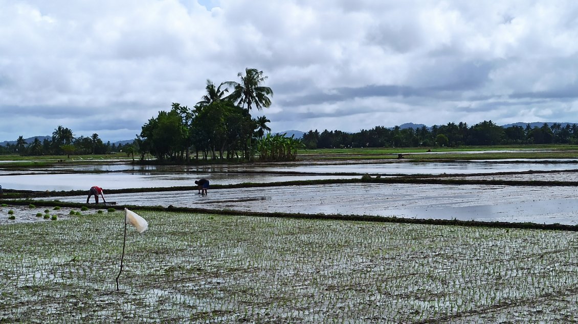 Des rizières en périphérie de Kalibo.