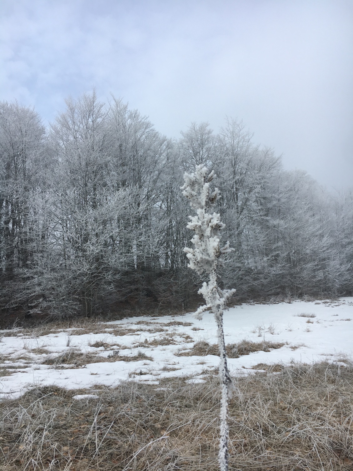 Le givre avait fait son œuvre sur la végétation !🤩