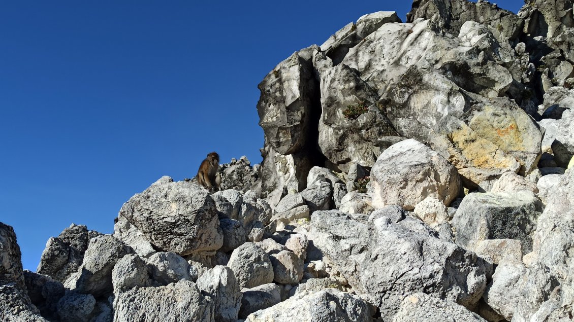 Un singe à l'observation quelques instants avant qu'il ne se cache.