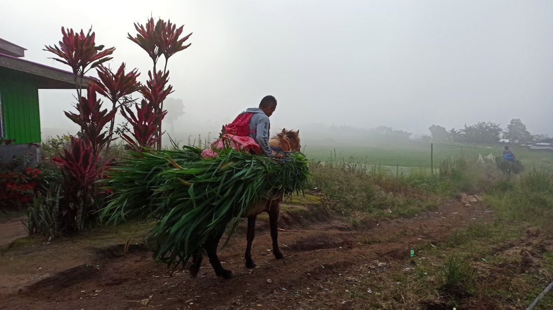 Transport de la récolte. Ici sans doute pour nourrir les animaux.