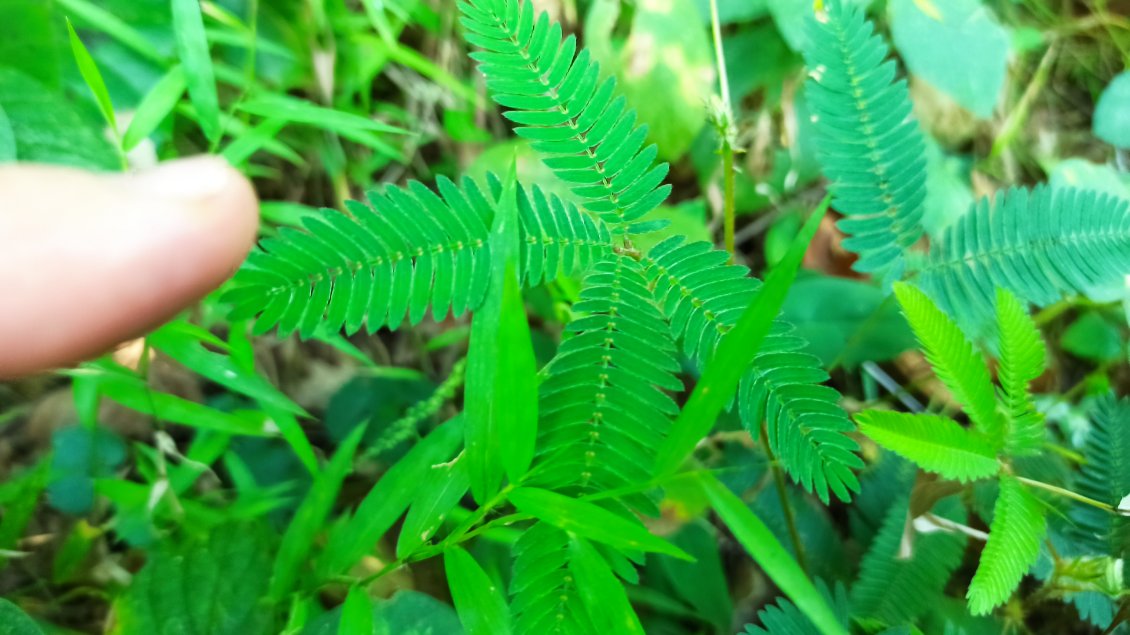 Randonnée à Tagaytay. Cette plante, la Shameplant (Mimosa pudica), se ferme immédiatement après l'avoir touchée.