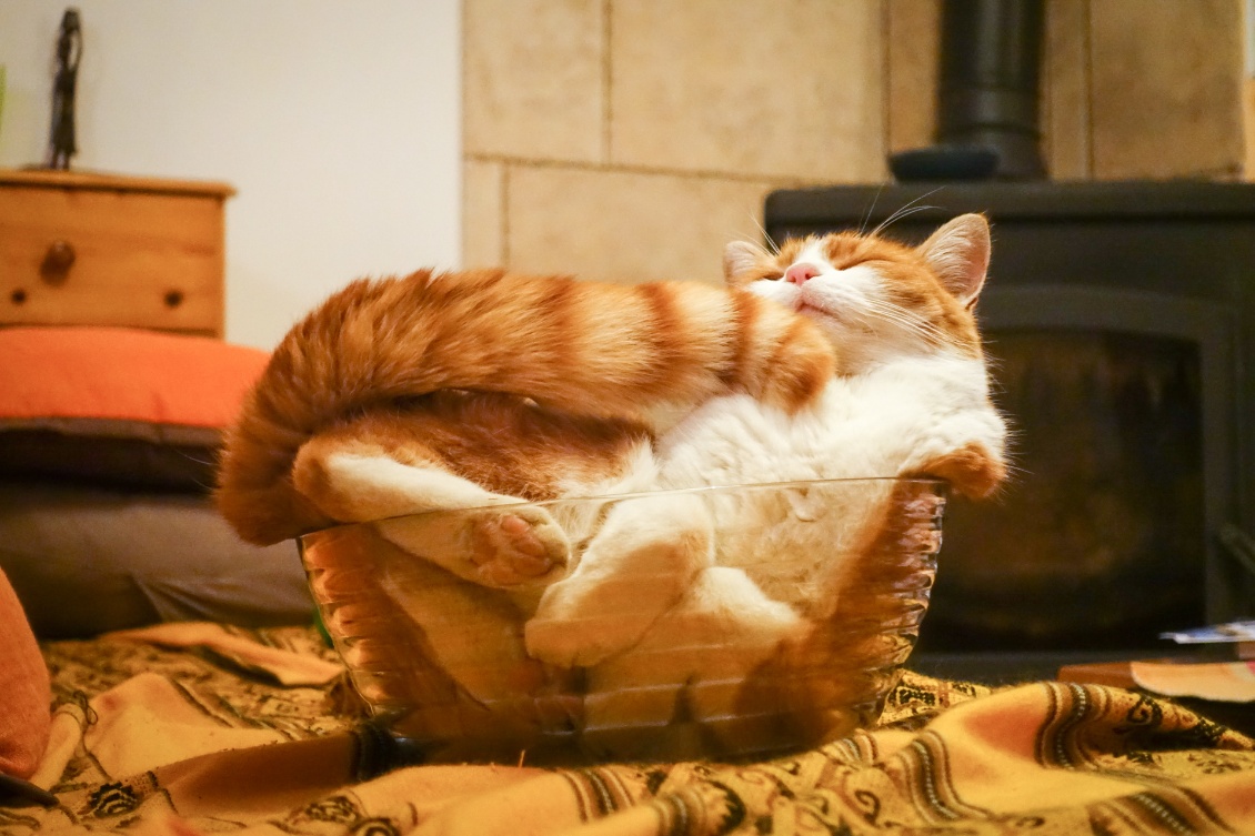 Faire avancer la science.
Reproduction d'une expérience de rhéologie : le chat est-il liquide ou solide ? Cette étude a été récompensée par un prix IgNobel en 2017. Aucune mascotte n'a été maltraitée !