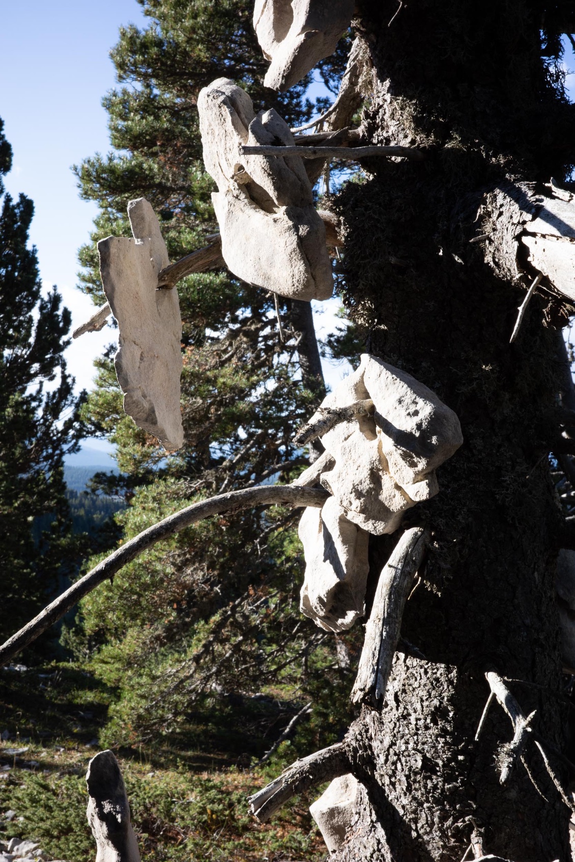 Un arbre à pierres